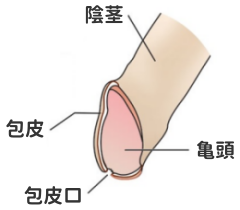 陰茎と包皮の構造図(亀頭・包皮・包皮口)を示したイラスト